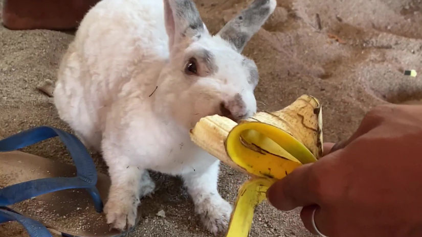 Rabbit & Banana
